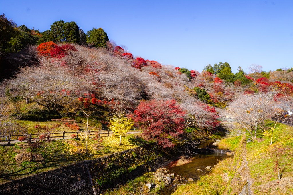 A scenic landscape featuring a hillside adorned with a variety of colorful autumn trees, showcasing vibrant red and orange foliage against a clear blue sky, with a small stream and walking path in the foreground.