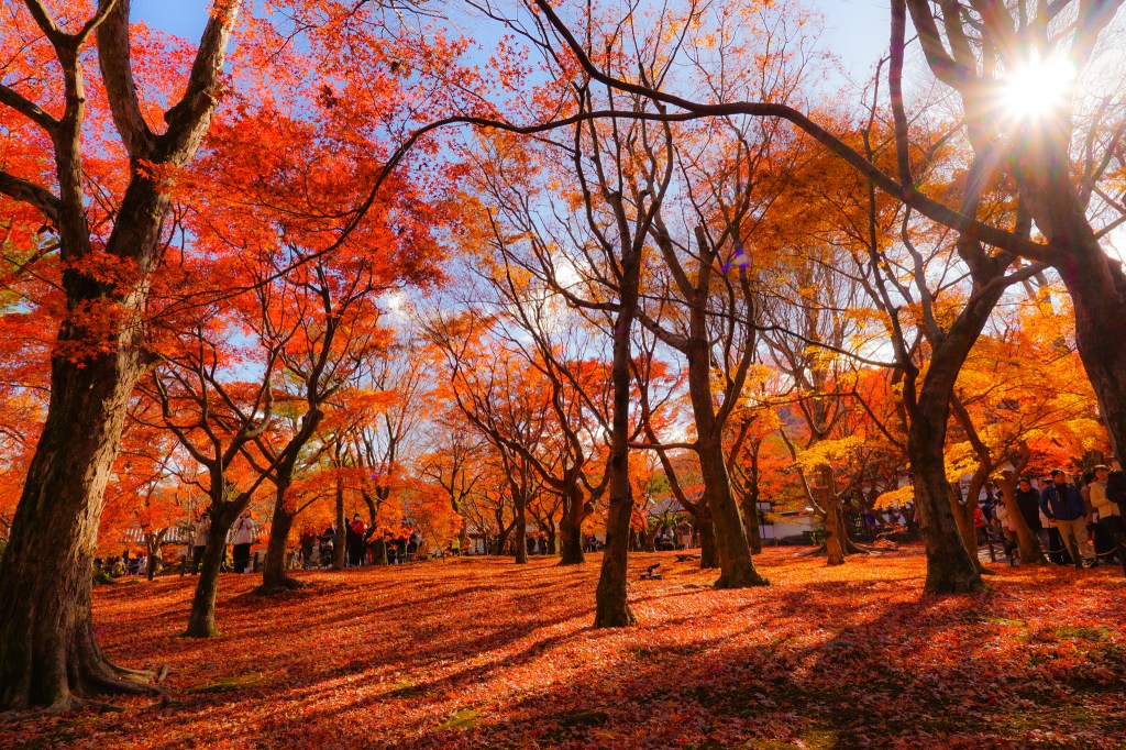 A scenic park during autumn, featuring vibrant red and orange trees with fallen leaves covering the ground. Sunlight filters through the branches, creating a warm and inviting atmosphere.