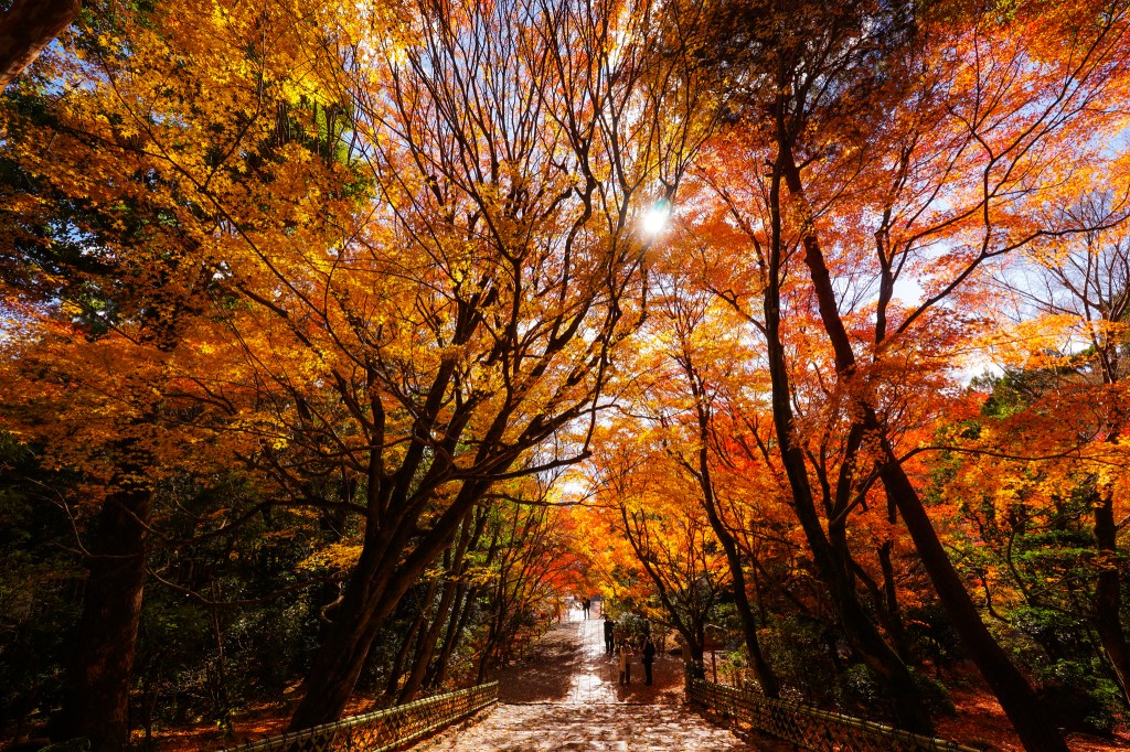 A scenic pathway lined with vibrant autumn trees displaying shades of orange, yellow, and red, under a clear blue sky. Sunlight filters through the branches, illuminating the path where a few people walk.